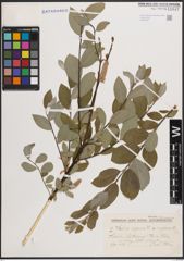 Foto von Salix caprea L. x Salix repens L.